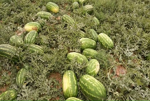 هندوانه‌های بیضا در مسیر صادرات 