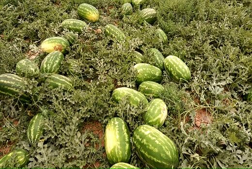 هندوانه‌های بیضا در مسیر صادرات 