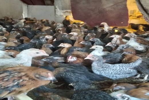 اشتغال‌زایی زنان روستایی رامهرمز با اجرای پروژه‌های ترویجی