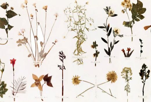 ۸۰۰۰ نمونه علف هرز مستندسازی شد