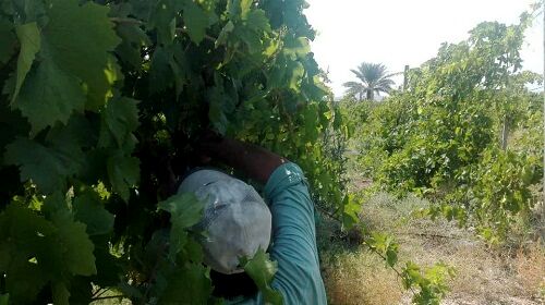 آغاز برداشت انگور یاقوتی در قیروکارزین 