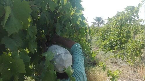 آغاز برداشت انگور یاقوتی در قیروکارزین 