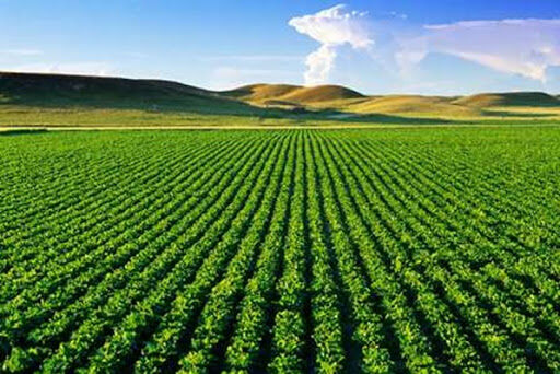 افزایش 2.5 برابری بهره وری با  توسعه شرکت های سهامی زراعی 