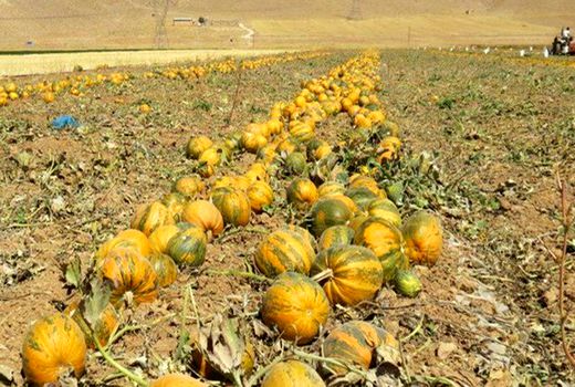 برداشت کدو آجیلی آباده ادامه دارد  