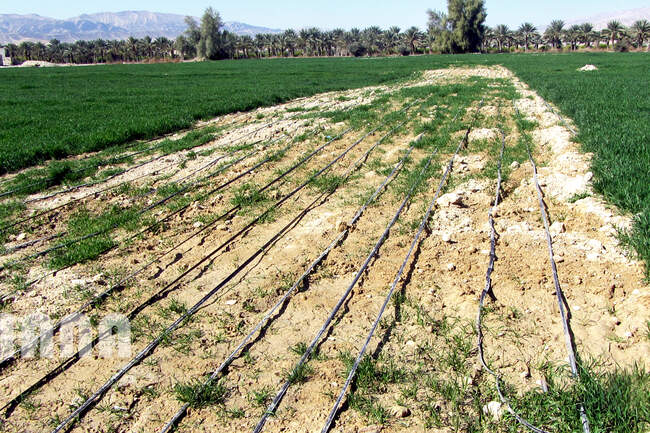 آبیاری قطره‌ای