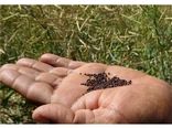 آغاز خرید تضمینی کلزا در گلوگاه/تولید 3 هزار تنی محصول