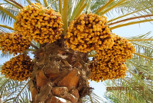 استان خوزستان مقام سوم تولید خرمای کشور را به خود اختصاص داده است