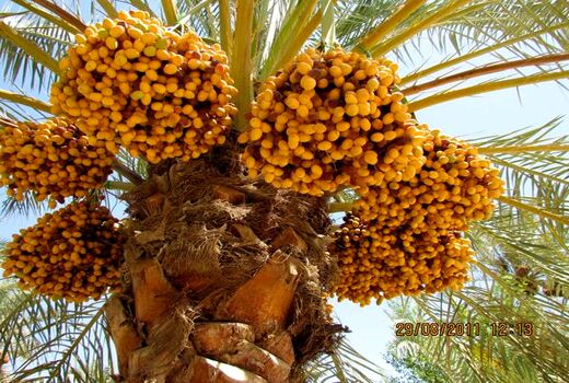 استان خوزستان مقام سوم تولید خرمای کشور را به خود اختصاص داده است