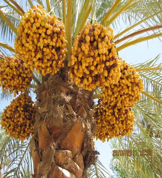 استان خوزستان مقام سوم تولید خرمای کشور را به خود اختصاص داده است