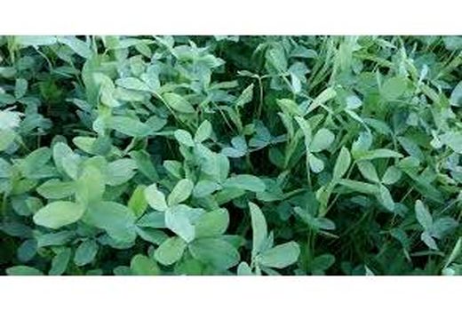 کشت شبدر در 3000 هکتار از مزارع بهشهر