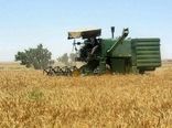 بیش از ۱۲ هزار تن گندم کشاورزان یزد خریداری می‌شود