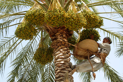 اختصاص 80 میلیارد ریال تسهیلات به نخلکاران سیستان وبلوچستان