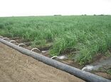 تجهیز ۳۵ درصد اراضی کشاورزی پیرانشهر به آبیاری نوین در راستای مدیریت منابع آب