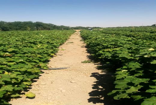 برداشت بامیه در شهرستان مهران آغاز شد