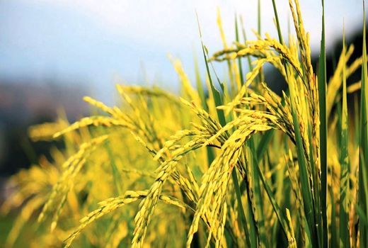 پیامدهای اتخاذ سیاست‌های نامناسب در دوران کرونا بر امنیت غذایی میلیاردها نفر در منطقه