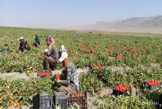 آغاز برداشت گوجه‌فرنگی از بیش از ۲ هزار هکتار مزارع شهرستان اقلید