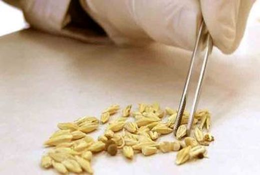 اخذ اعتبارنامه از انجمن بین المللی آزمون بذر (ایستا) و امکان صدور گواهی بین المللی بذر 