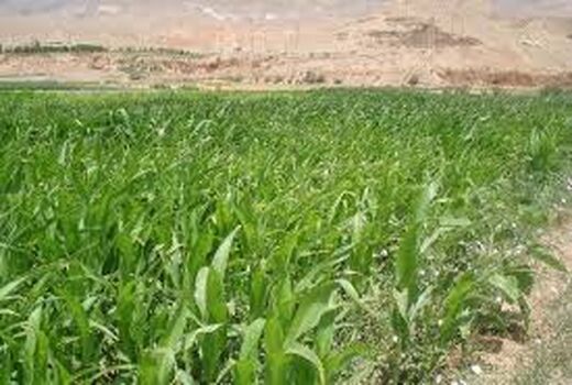 کشت ذرت علوفه ای در بالغ بر 9 هزارهکتار از مزارع شهرستان ری