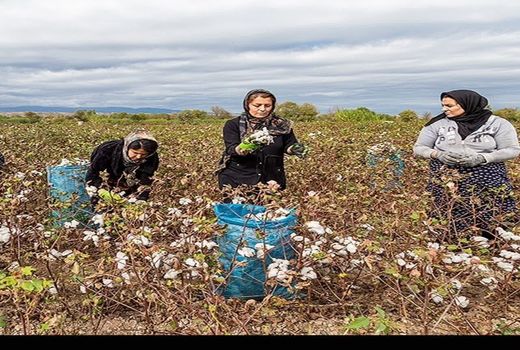 آغاز کاشت پنبه در سطح1200هکتار از اراضی شهرستان خداآفرین