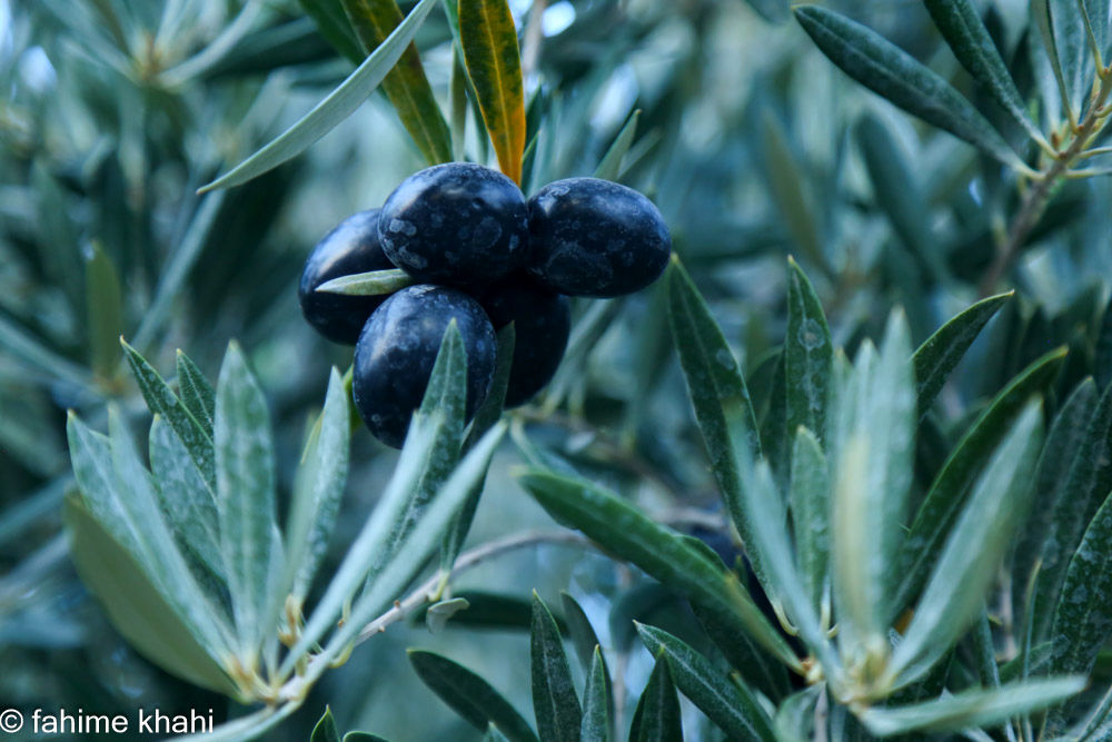 از لمس شاخه تا عصاره ی نور  