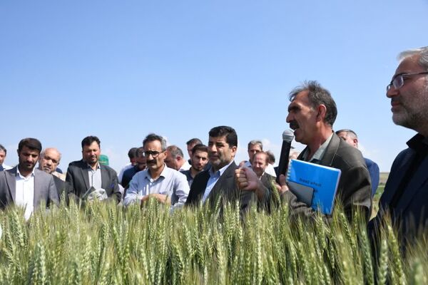 افزایش 49 درصدی عملکرد گندم و افزایش 40 درصدی نخود و عدس در طرح جهش تولید