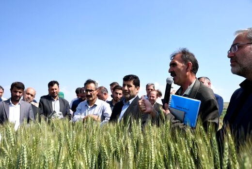 افزایش 49 درصدی عملکرد گندم و افزایش 40 درصدی نخود و عدس در طرح جهش تولید