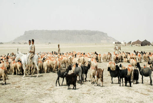 استقبال از خرید دام عشایر سیستان و بلوچستان