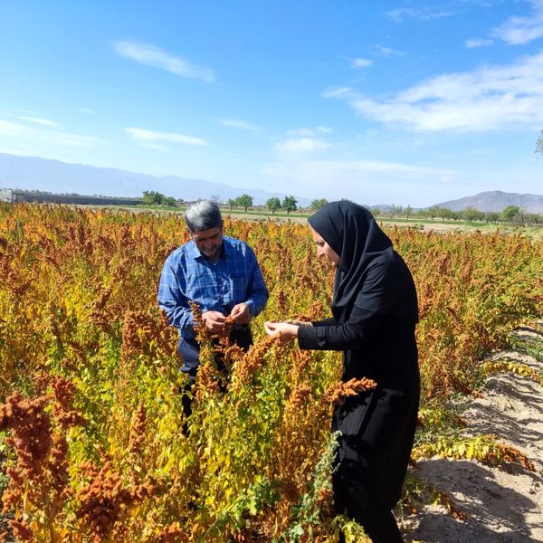 کشت گیاهان شورپسند؛ اقدامی مؤثر در ساماندهی اراضی شور حوضه دریاچه