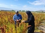 کشت گیاهان شورپسند؛ اقدامی مؤثر در ساماندهی اراضی شور حوضه دریاچه