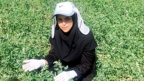 تغییر الگوی کشت در استان فارس