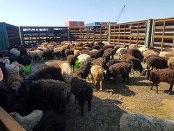 ذبح دام قربانی فقط در کشتارگاه‌ها انجام می‌شود