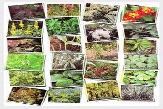 صدور مجوز صنعتی به بسته‌بندی گیاهان دارویی