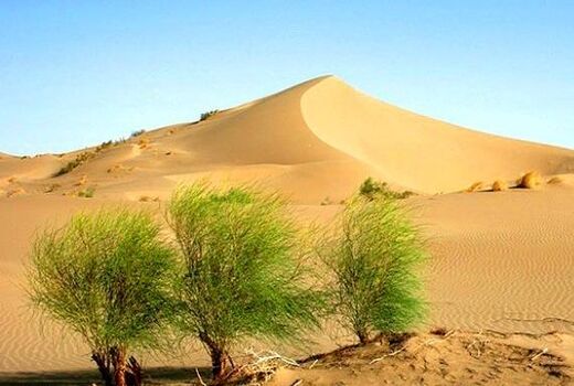  26 میلیون هکتار از مناطق بیابانی کشور تحت تاثیر فرسایش بادی قرار دارد