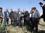 بازدید میدانی وزیر جهاد کشاورزی از مزارع پیاز و سیب زمینی در شهرستان جیرفت 