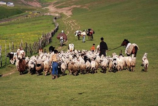 ۱۱۵ هزار راس دام سبک و سنگین در خراسان شمالی زیر پوشش بیمه قرار گرفت