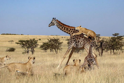 حمله شیرها به زرافه مادر و فرزندش  
