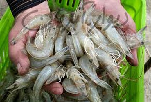 آموزش پرورش میگو به سربازان وظیفه خرمشهری