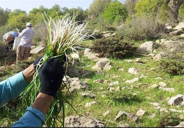 کشت گیاهان دارویی در استان‌ها قطب بندی شد