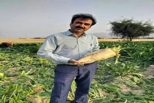 برآورد تولید 16 هزار تن چغندر قند در رستم