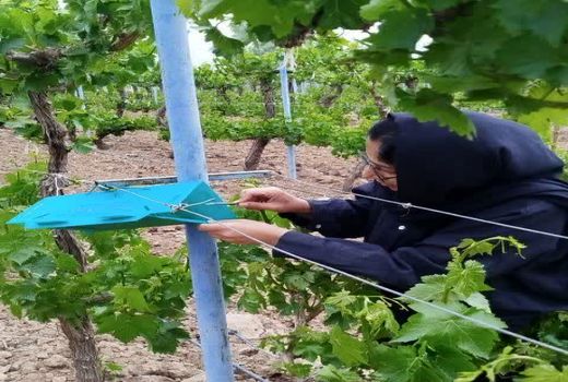 زمان دقیق سم‌پاشی علیه آفت خوشه خوار انگور در باغات قزوین اعلام شد