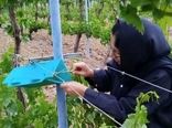 زمان دقیق سم‌پاشی علیه آفت خوشه خوار انگور در باغات قزوین اعلام شد