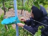 زمان دقیق سم‌پاشی علیه آفت خوشه خوار انگور در باغات قزوین اعلام شد