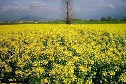 کشت پاییزه کلزا در شهرستان ارزوئیه آغاز شده است