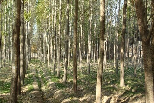 بهره‌گیری از ظرفیت پادگان‌های نیروهای مسلح برای توسعه زراعت چوب و فضای سبز 