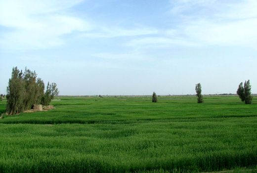 امضاءتفاهم‌نامه سه‌جانبه با هدف برندسازی محصولات کشاورزی سیستان