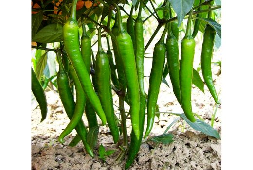 تولید 63 میلیاردی فلفل در جویبار