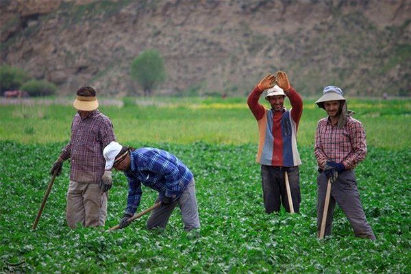 خسارت 3800 میلیارد تومانی به باغات اردبیل در اثر سرما/کاهش آب ورودی پشت سد خداآفرین