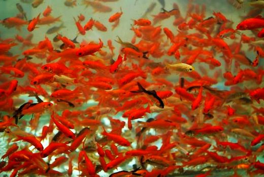 توصیه‌های سازمان شیلات برای خرید و نگهداری ماهی قرمز