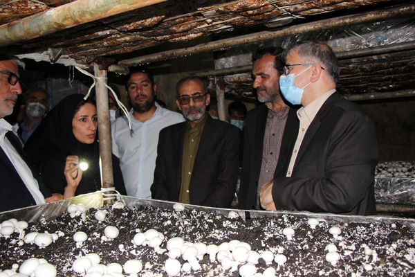 بازدید استاندار البرز از واحد پرورش قارچ در شهرستان نظر آباد