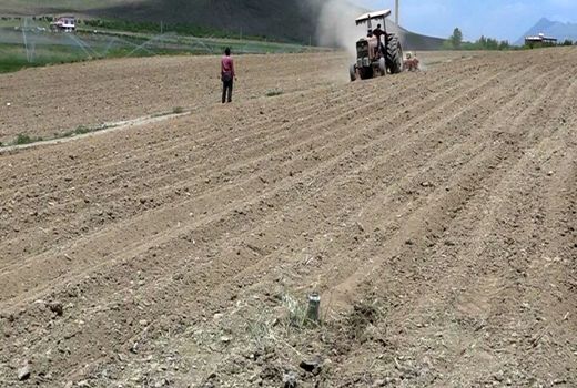 افزایش 10 درصدی کشت ذرت علوفه‌ای در فریدن